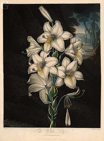 Stadler, The White Lily Stadler, The White Lily