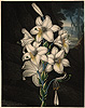 Stadler, The White Lily