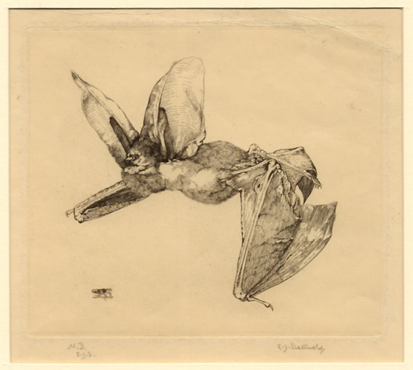 Detmold, Long-Eared Bat Detmold, Long-Eared Bat