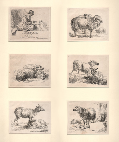 Berchem, Animalia Berchem, Animalia