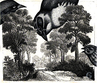 Freese, Birds of Ohio