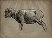Chaigneau, Mouton Chaigneau, Mouton