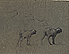 Chaigneau, Studies of Sheep Chaigneau, Studies of Sheep