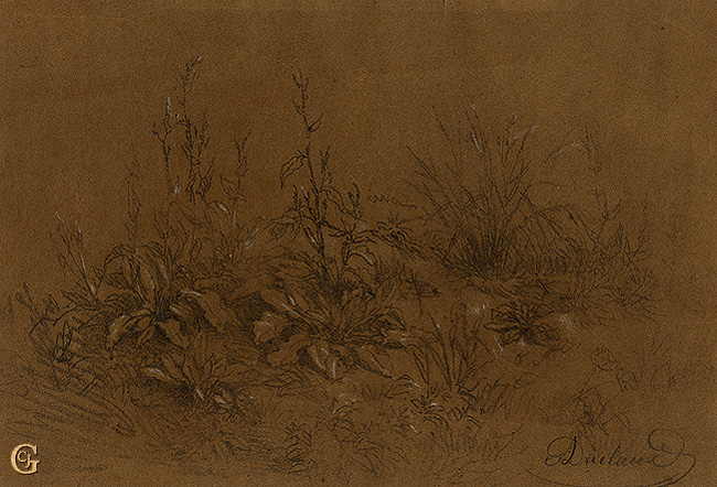 Duclaux , Plants Growing in a Field Duclaux , Plants Growing in a Field