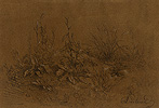 Duclaux , Plants Growing in a Field