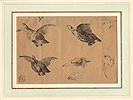 Bodmer, Partridges
