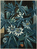 Caldwell, The Blue Passion Flower