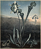 Sutherland, American Bog Plants