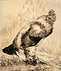 Le Vieux Coq Le Vieux Coq