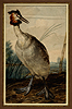 Schouman, The Great Crested Grebe