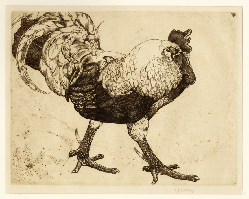 Detmold, The Cock