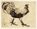 Detmold, The Cock