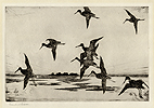 Benson, Yellowlegs at Dusk