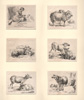 Berchem, Animalia Berchem, Animalia